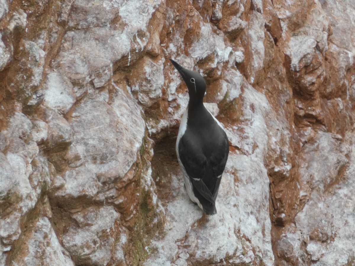 Common Murre - ML620700873