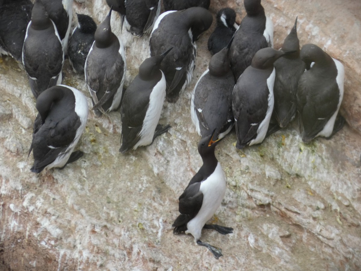 Common Murre - ML620700876