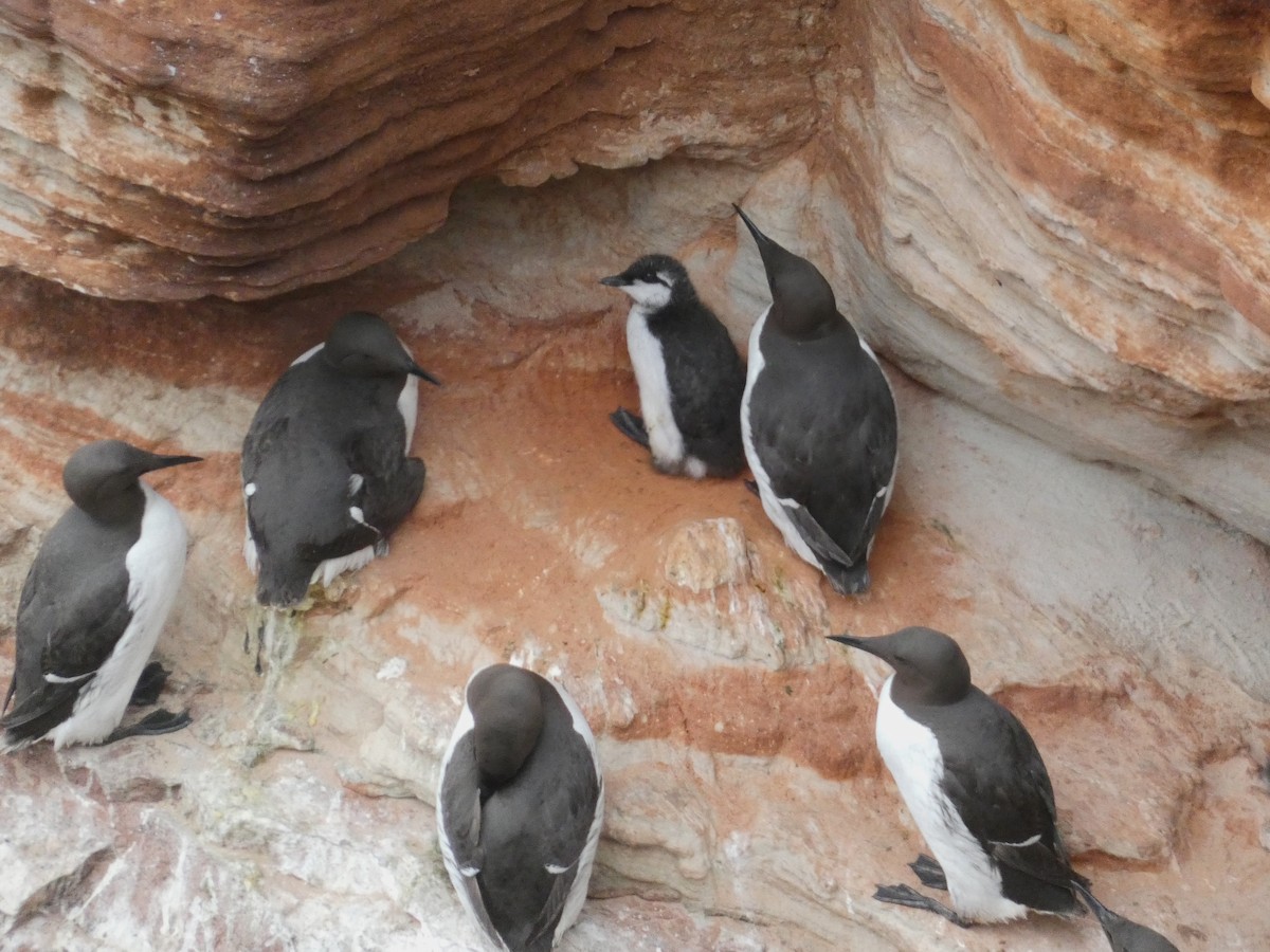 Common Murre - ML620700878