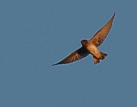 Northern Rough-winged Swallow - ML620700882