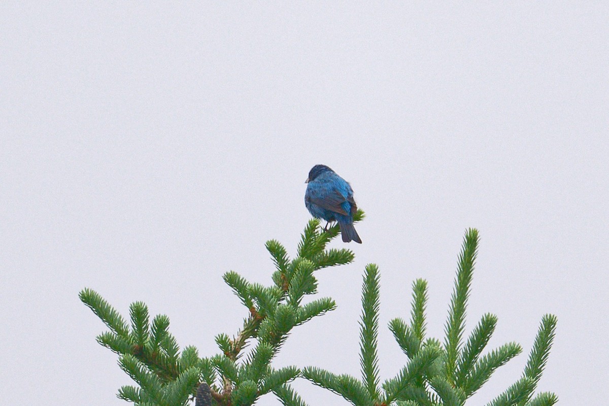 Indigo Bunting - ML620700886