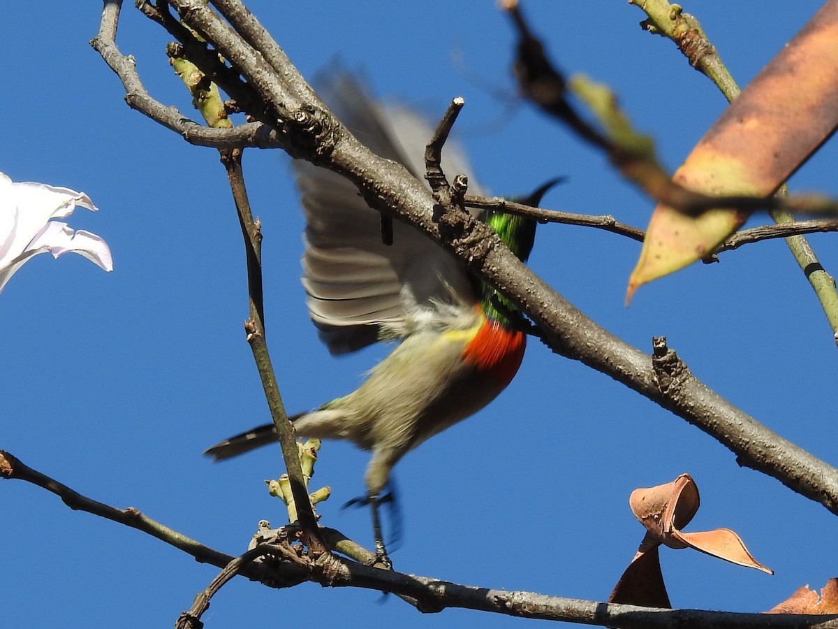 Eastern Miombo Sunbird - ML620700887