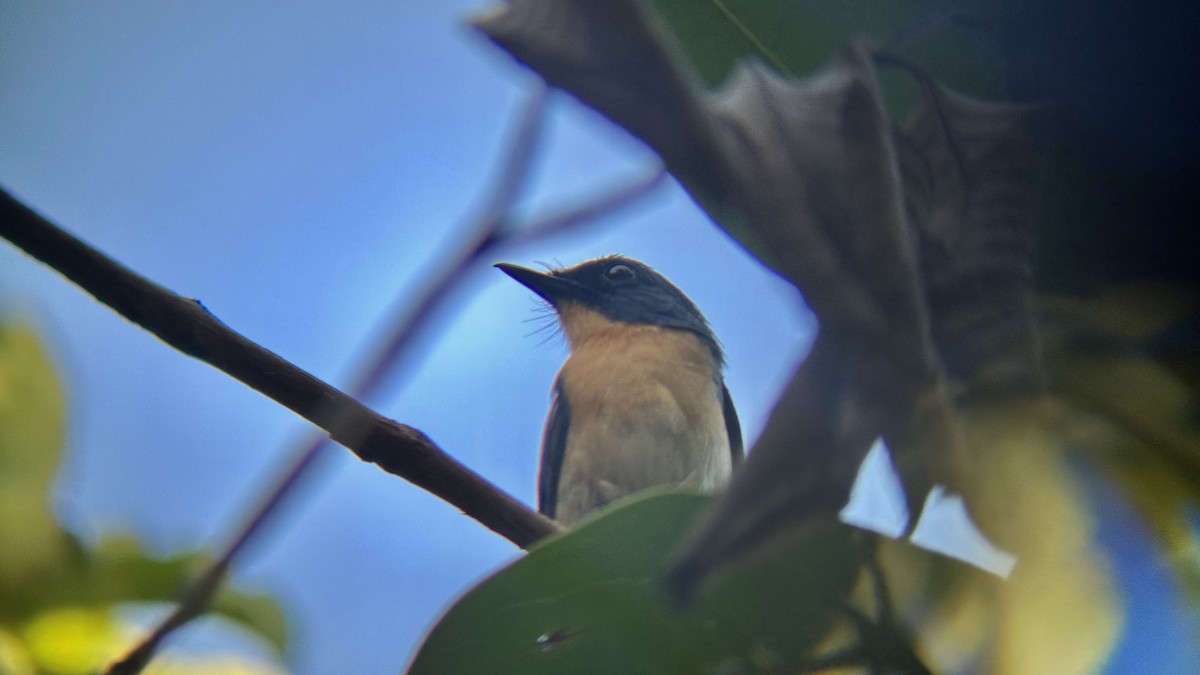 Tickell's Blue Flycatcher - ML620700893