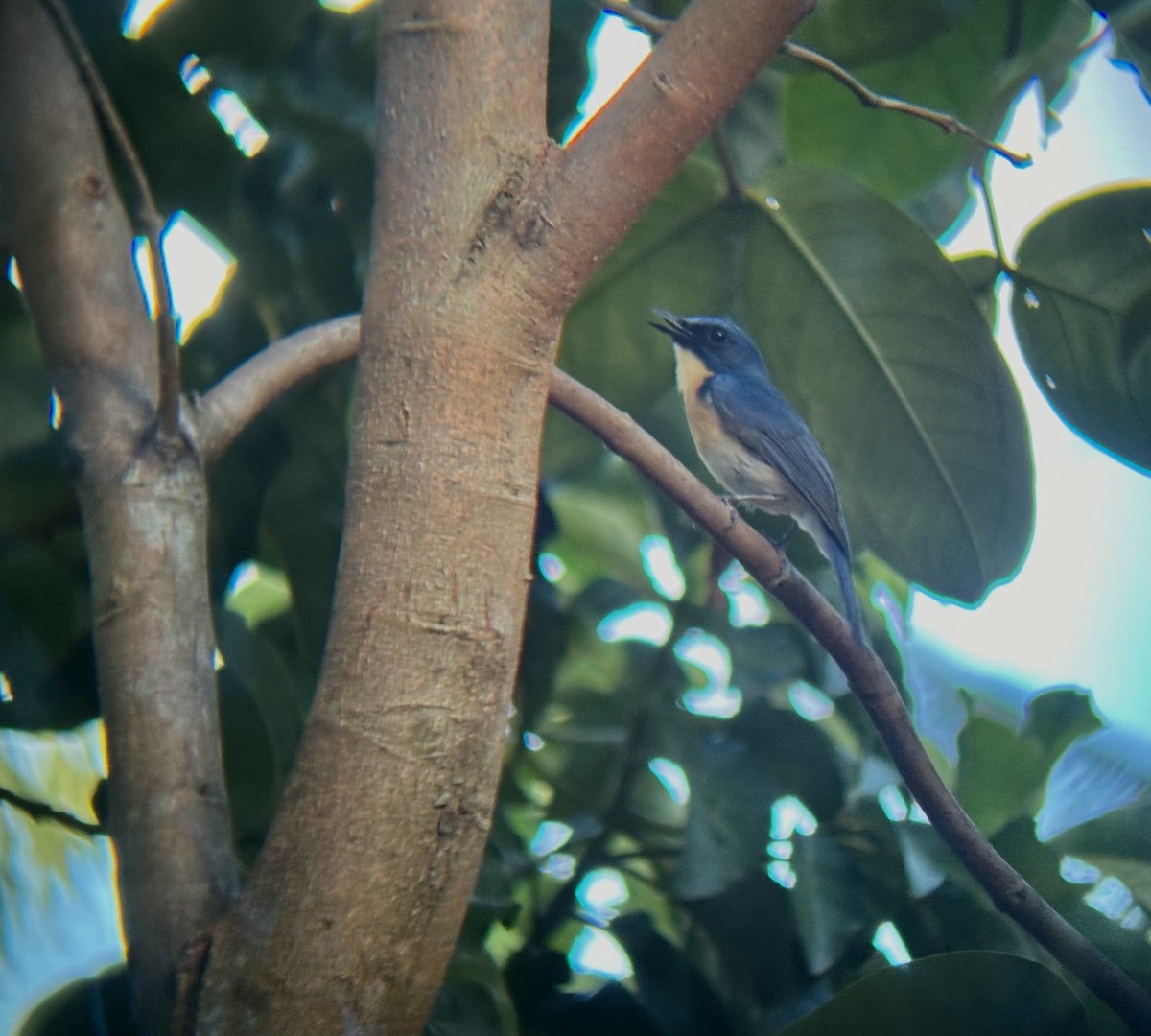 Tickell's Blue Flycatcher - Thisara De Silva