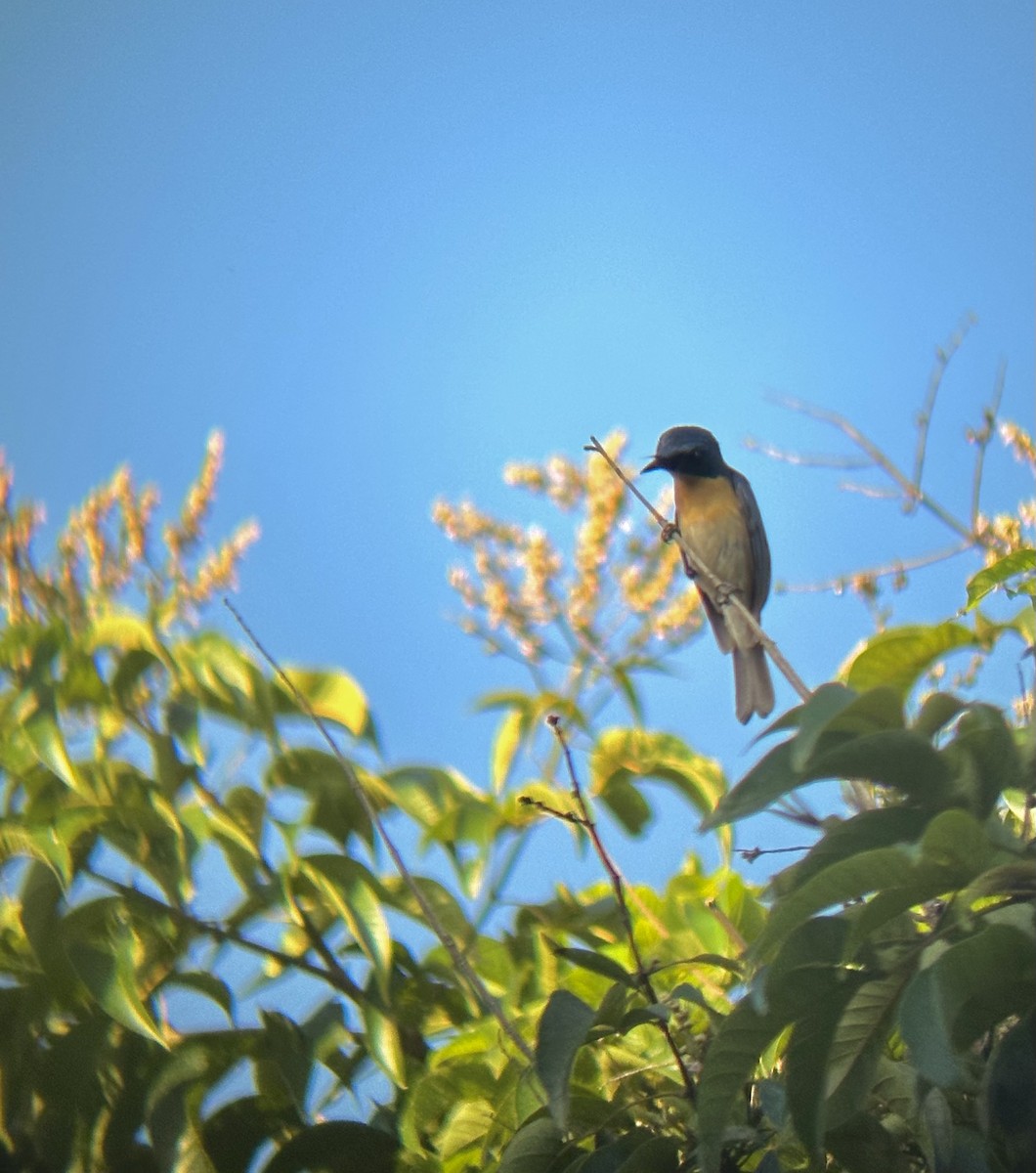 Tickell's Blue Flycatcher - ML620700896