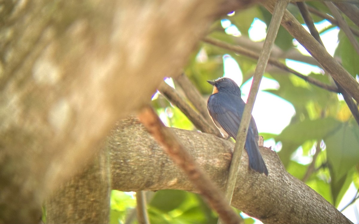 Tickell's Blue Flycatcher - ML620700898