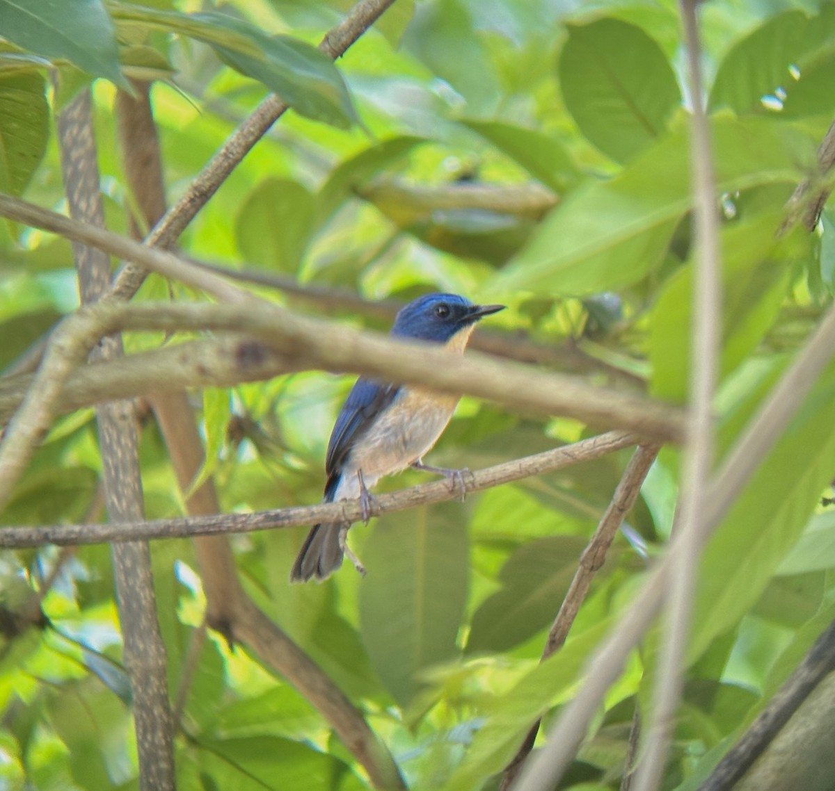 Tickell's Blue Flycatcher - ML620700899