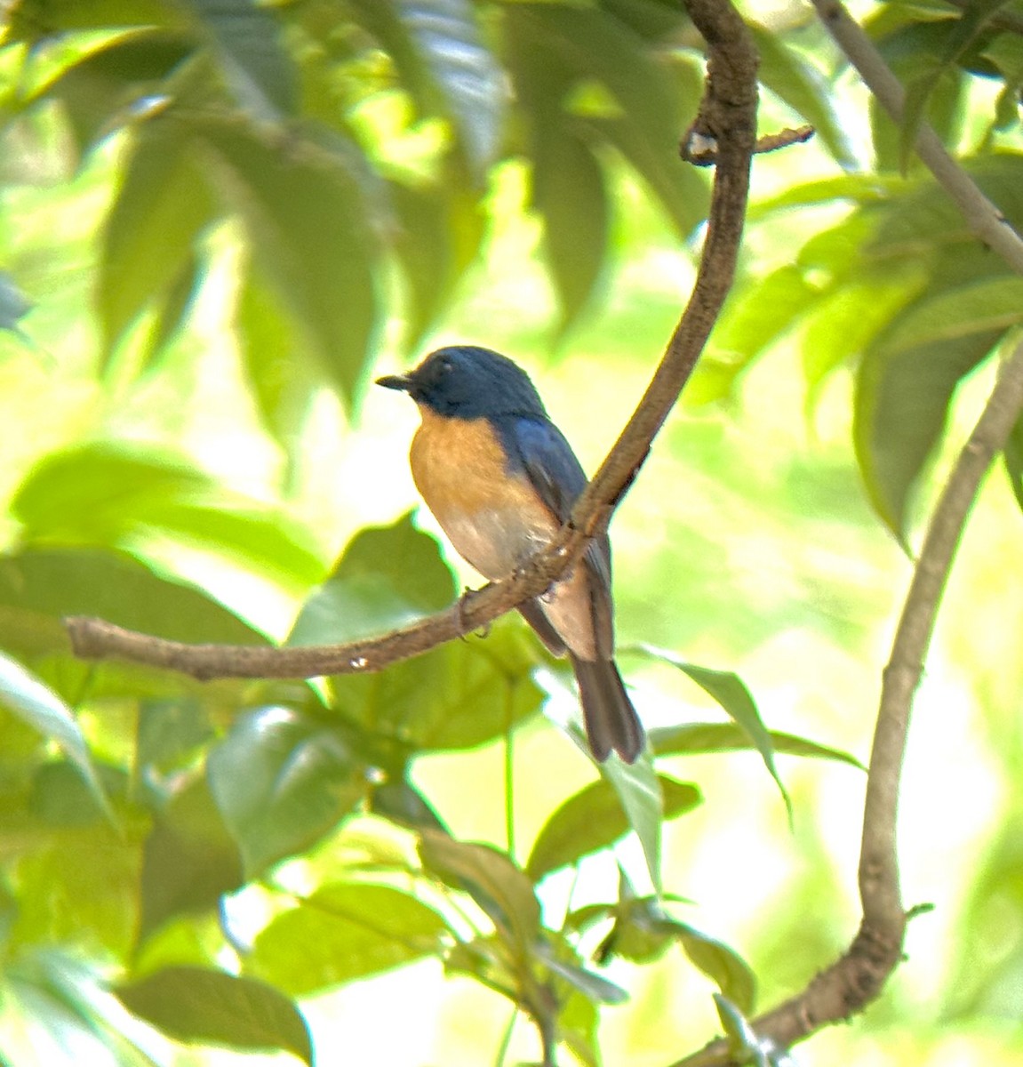 Tickell's Blue Flycatcher - Thisara De Silva