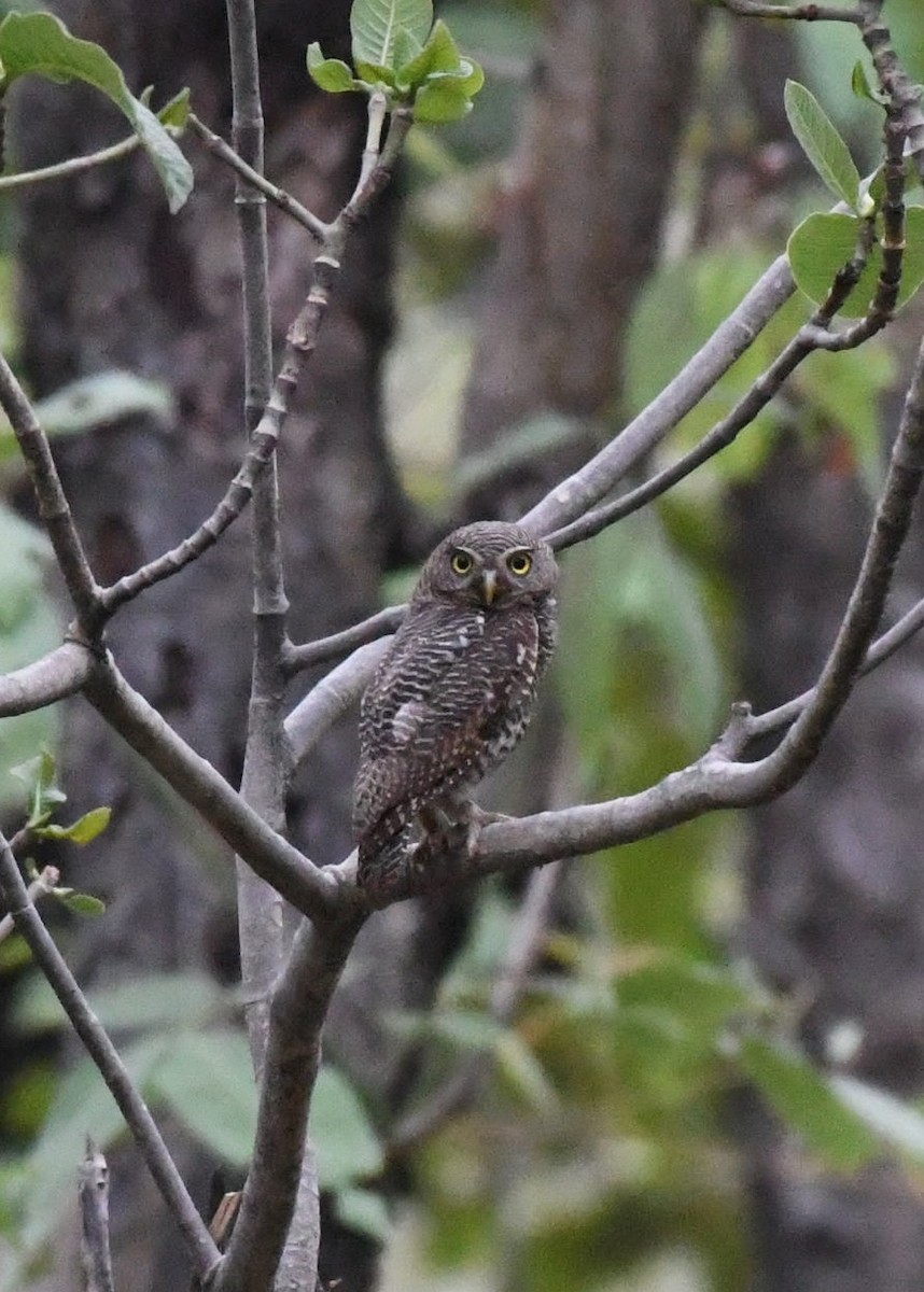 Jungle Owlet - ML620700903