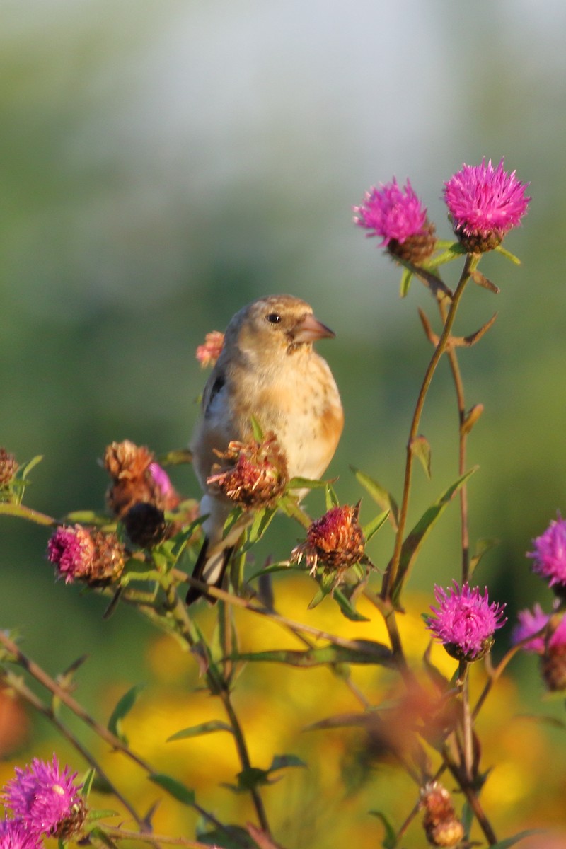 European Goldfinch - ML620700905