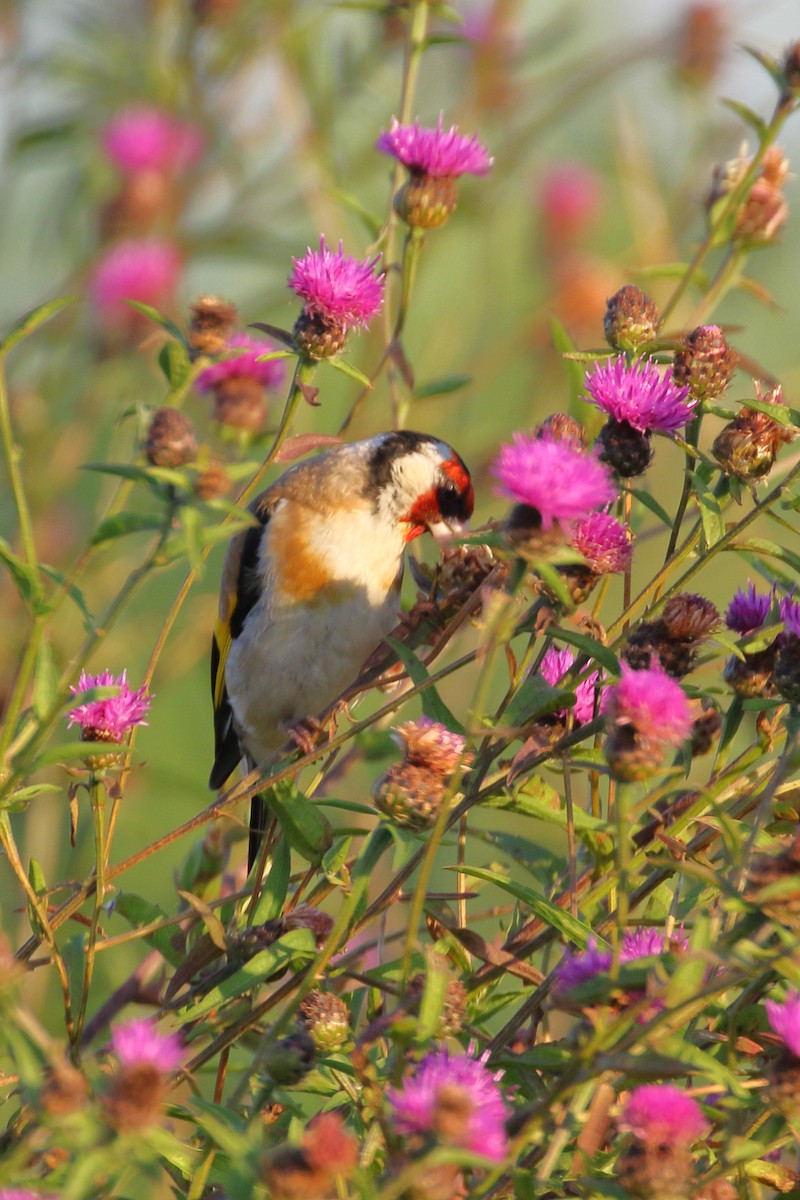 European Goldfinch - ML620700906