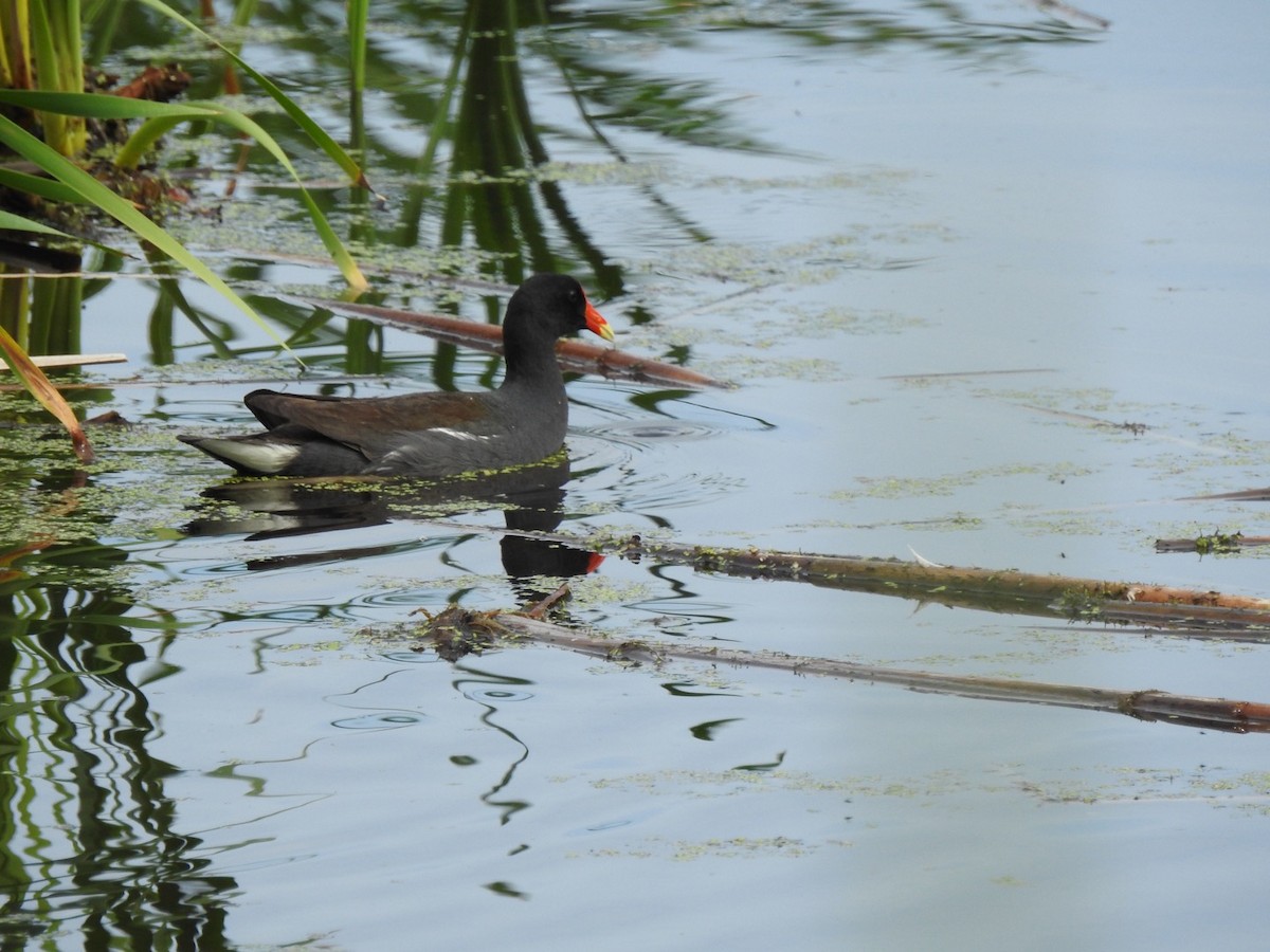 Common Gallinule - ML620700909