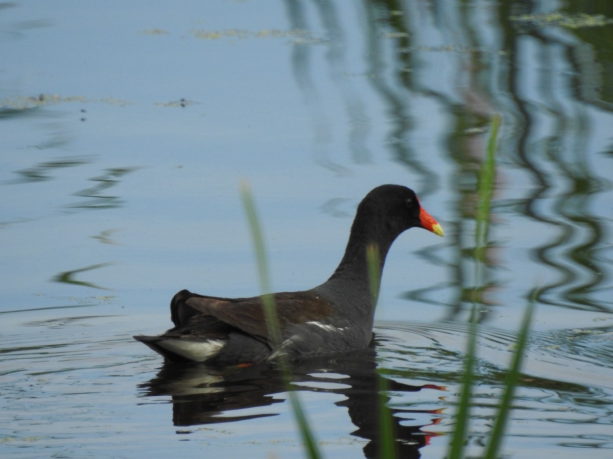 Common Gallinule - ML620700910