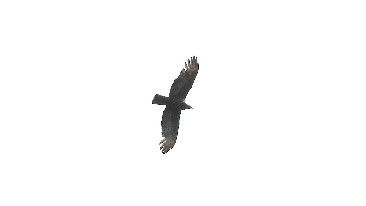 Oriental Honey-buzzard - ML620700914