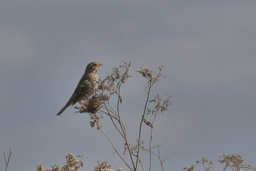 Savannah Sparrow - ML620700915