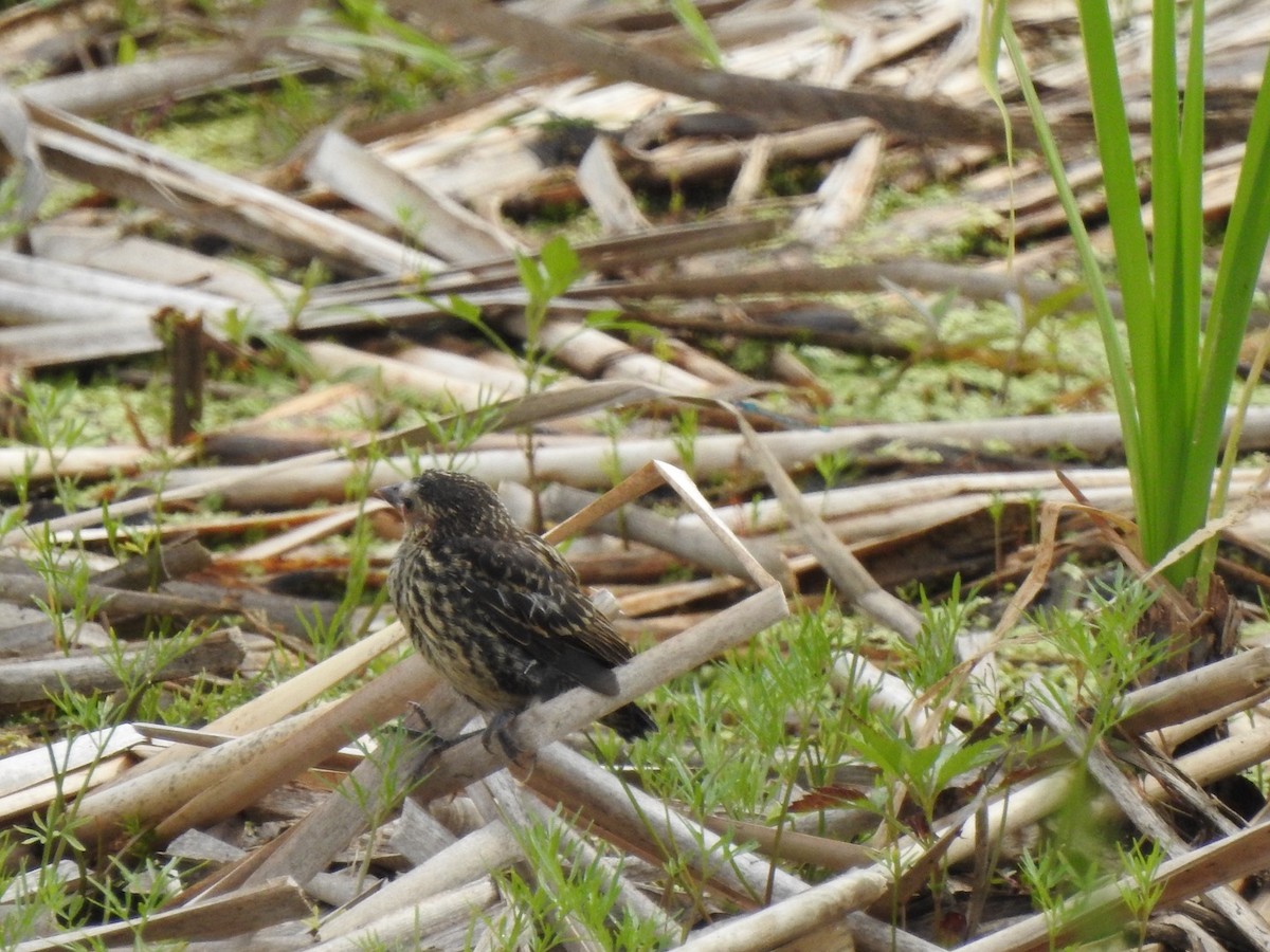 Red-winged Blackbird - ML620700918