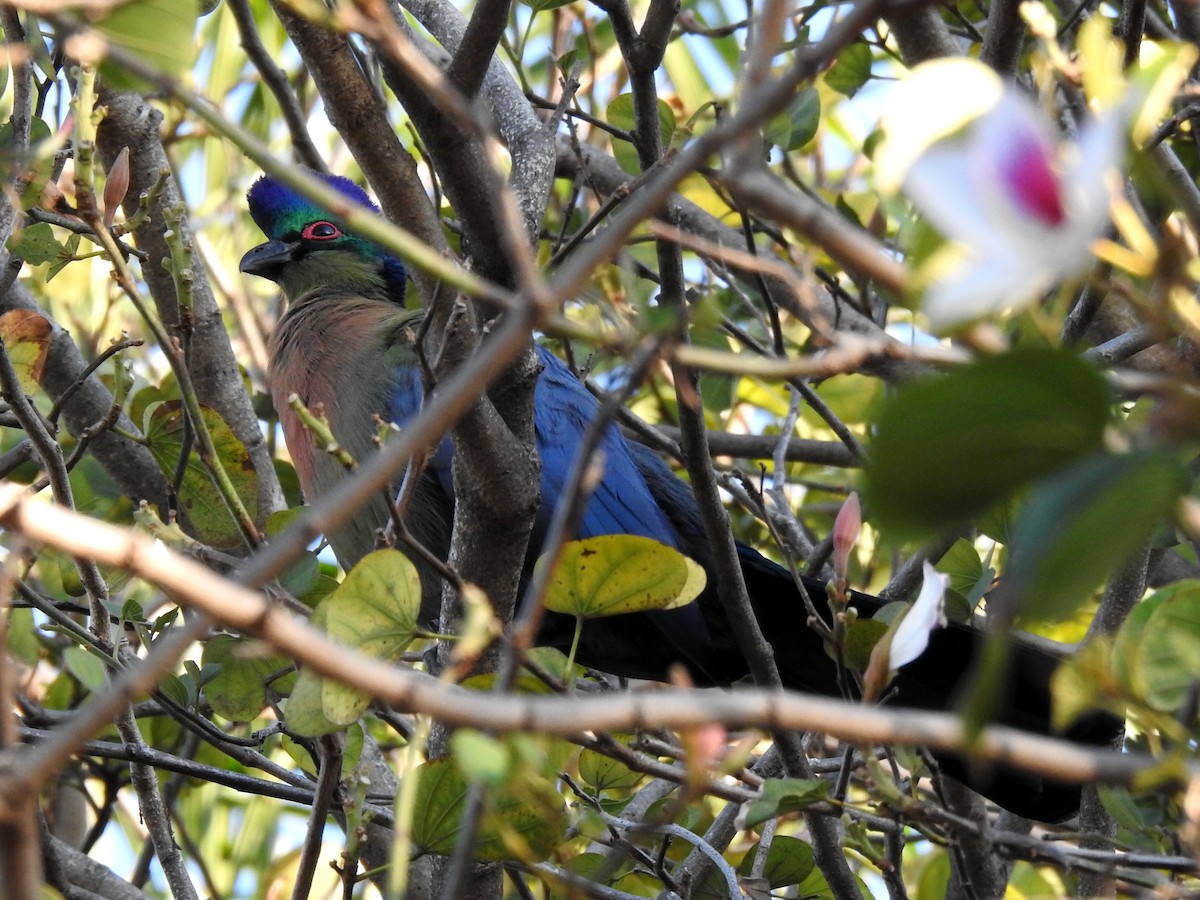 Purple-crested Turaco - ML620700919