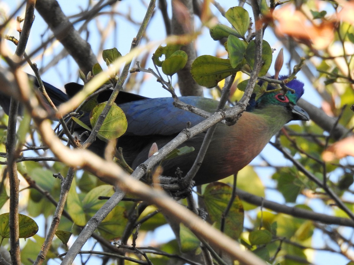 Purple-crested Turaco - ML620700921