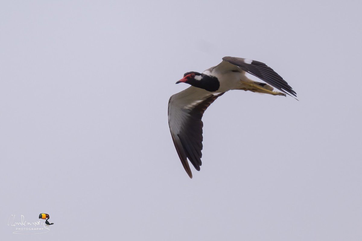 Red-wattled Lapwing - ML620700928