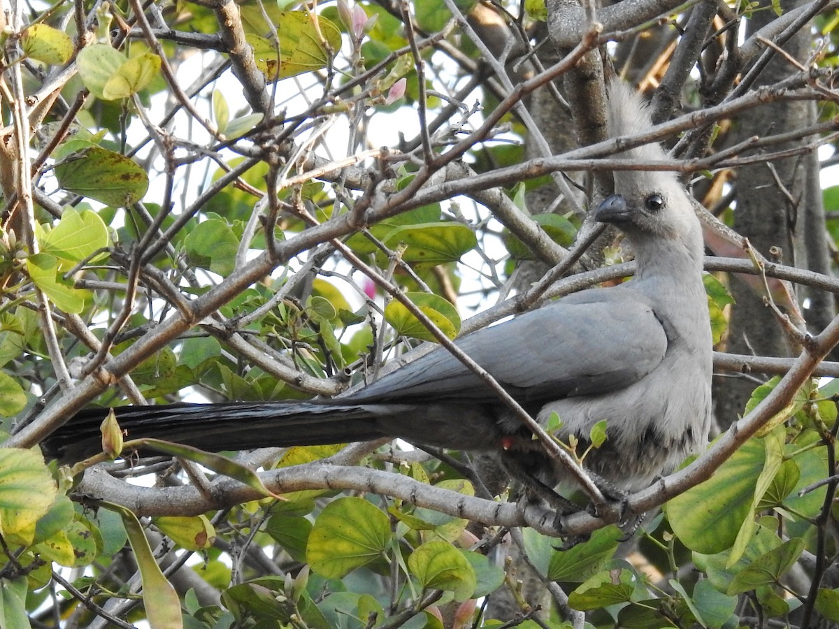 Gray Go-away-bird - ML620700929