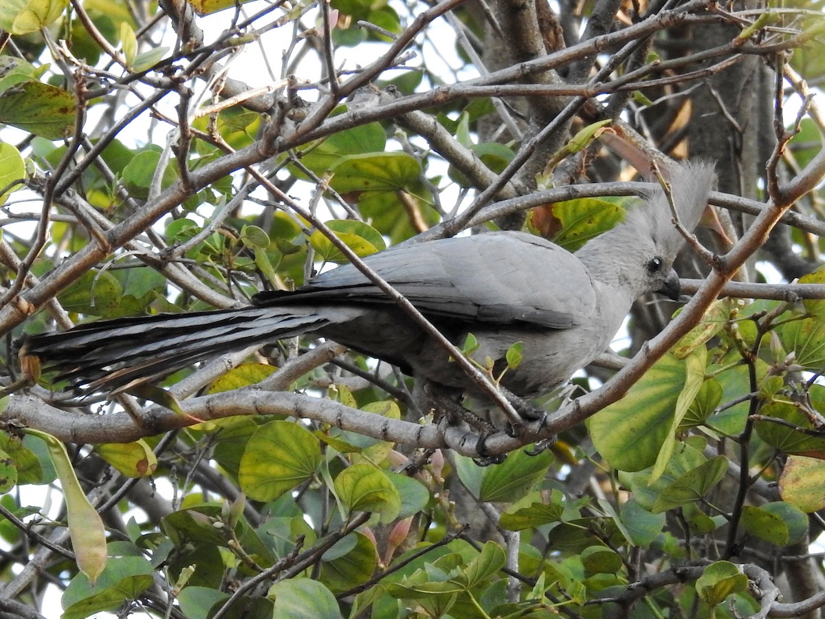 Gray Go-away-bird - Clare Mateke