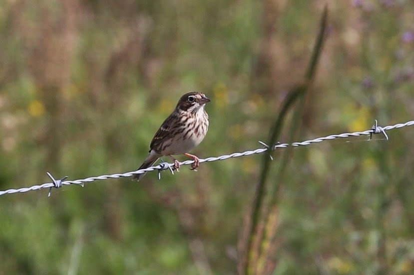 Savannah Sparrow - ML620700932