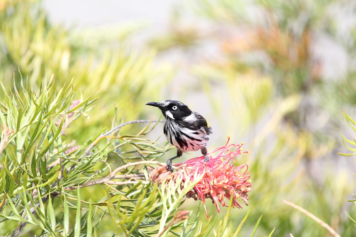 New Holland Honeyeater - ML620700934