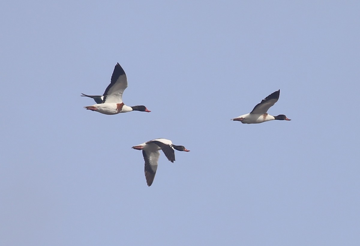 Common Shelduck - ML620700939