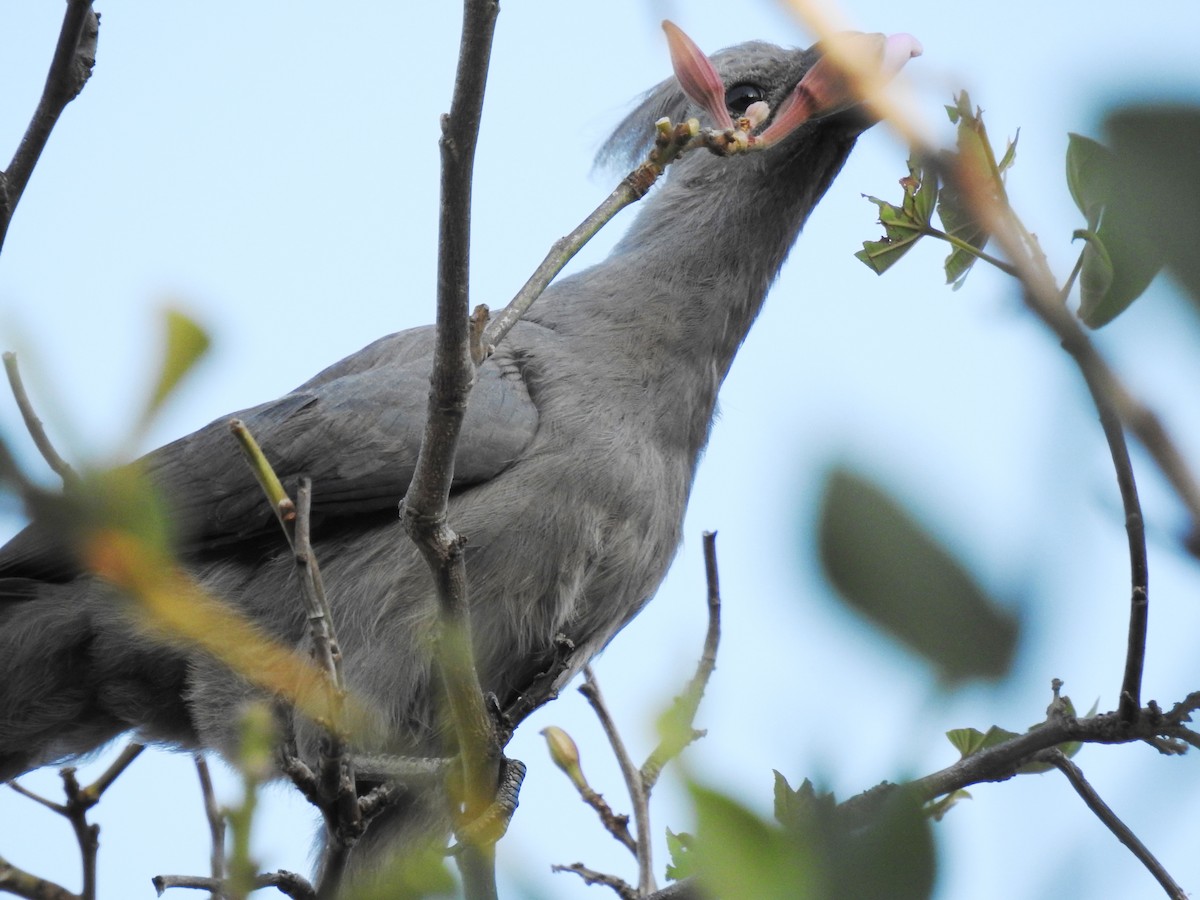 Gray Go-away-bird - ML620700940