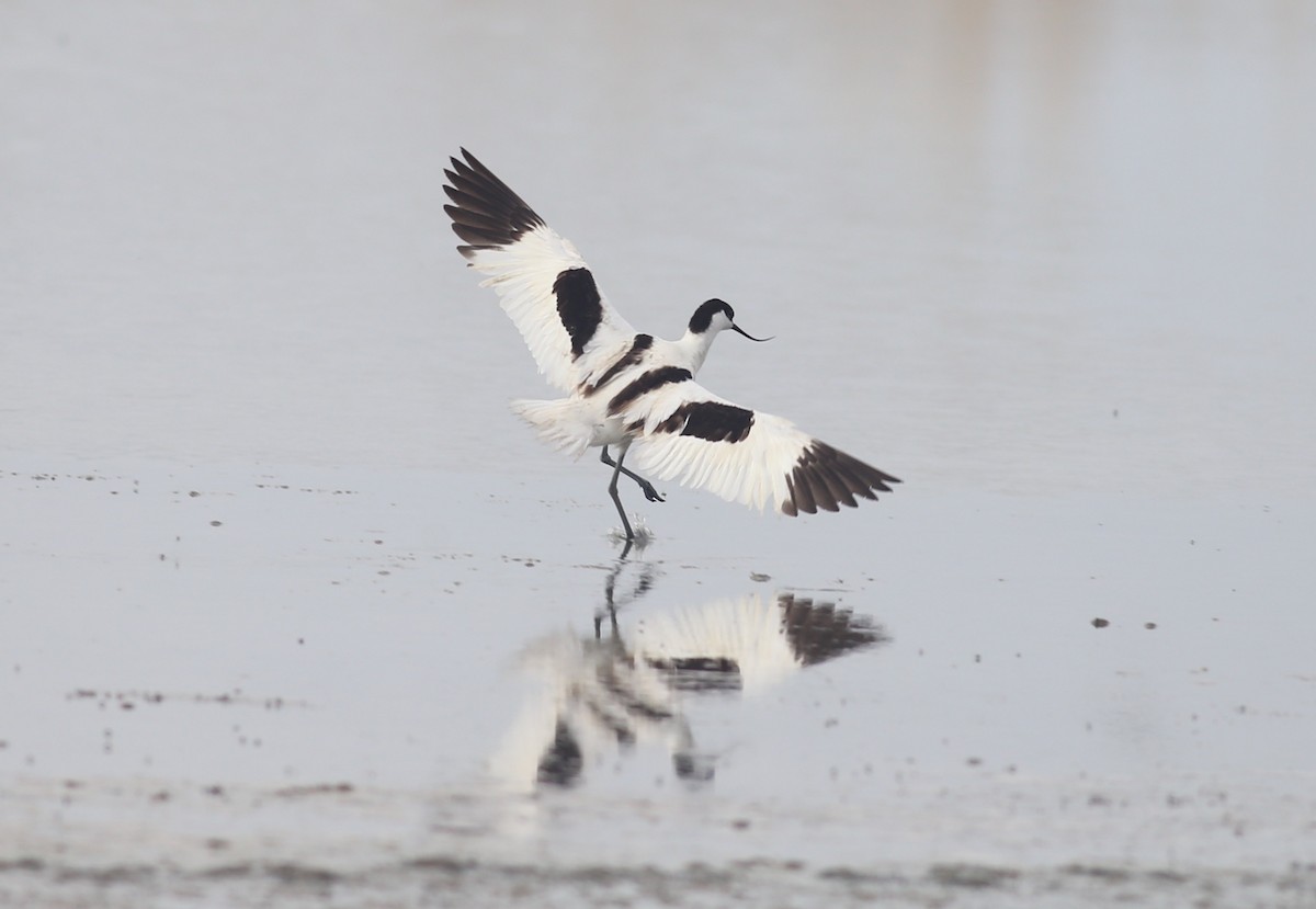 Avocette élégante - ML620700941