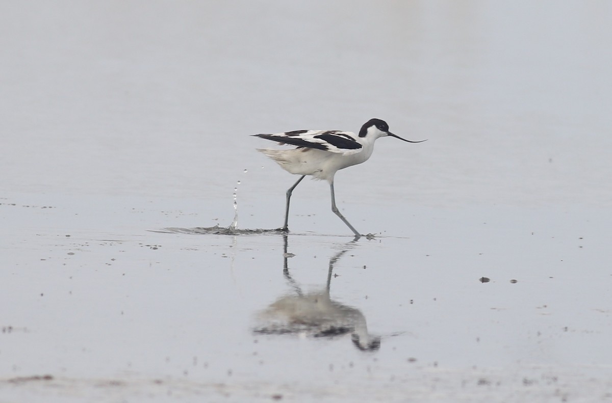 Avocette élégante - ML620700942