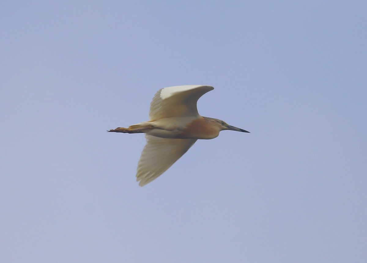 Squacco Heron - ML620700946