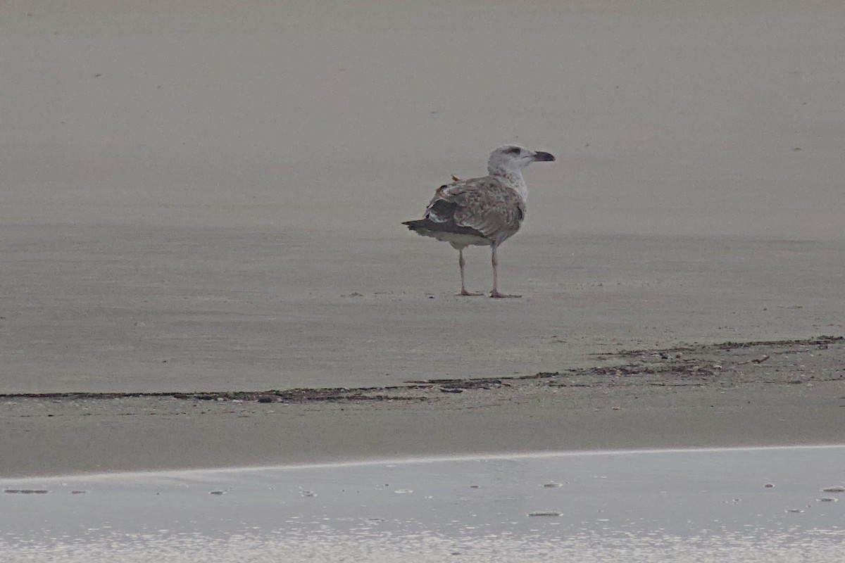 Great Black-backed Gull - Tibbett Speer