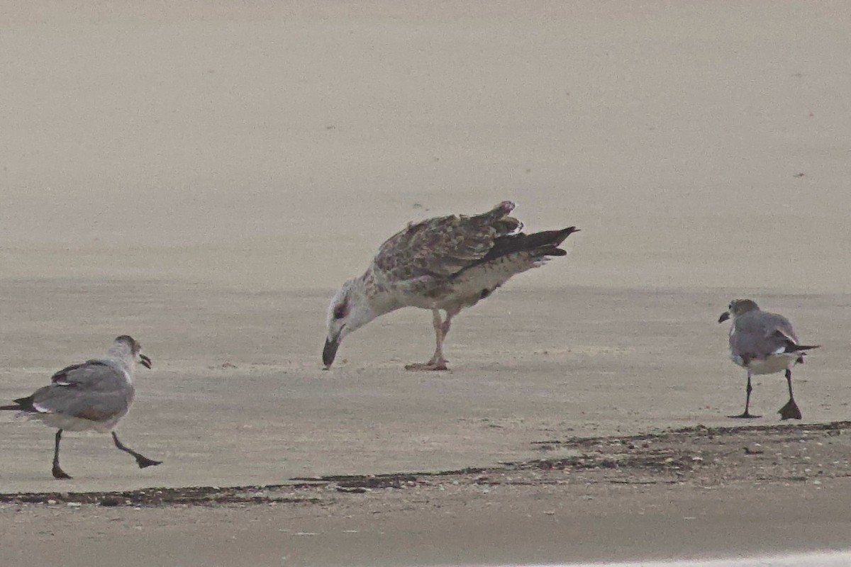 Great Black-backed Gull - ML620700951