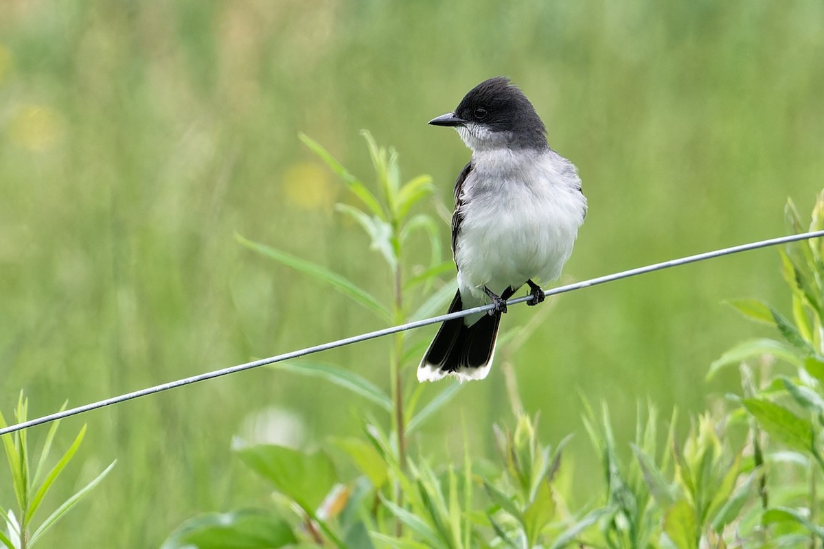 Eastern Kingbird - ML620700952