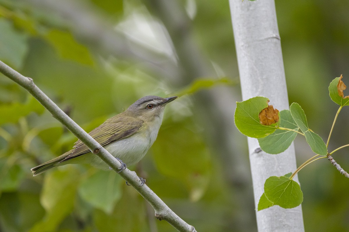 Kızıl Gözlü Vireo - ML620700955