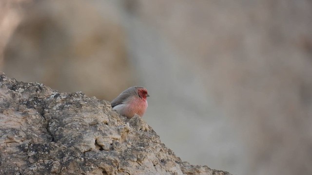 Pale Rosefinch - ML620700958