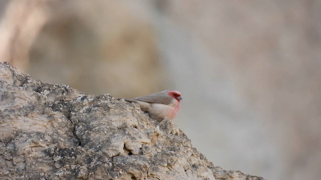 Pale Rosefinch - ML620700959