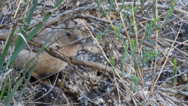 Pale Rosefinch - ML620700960