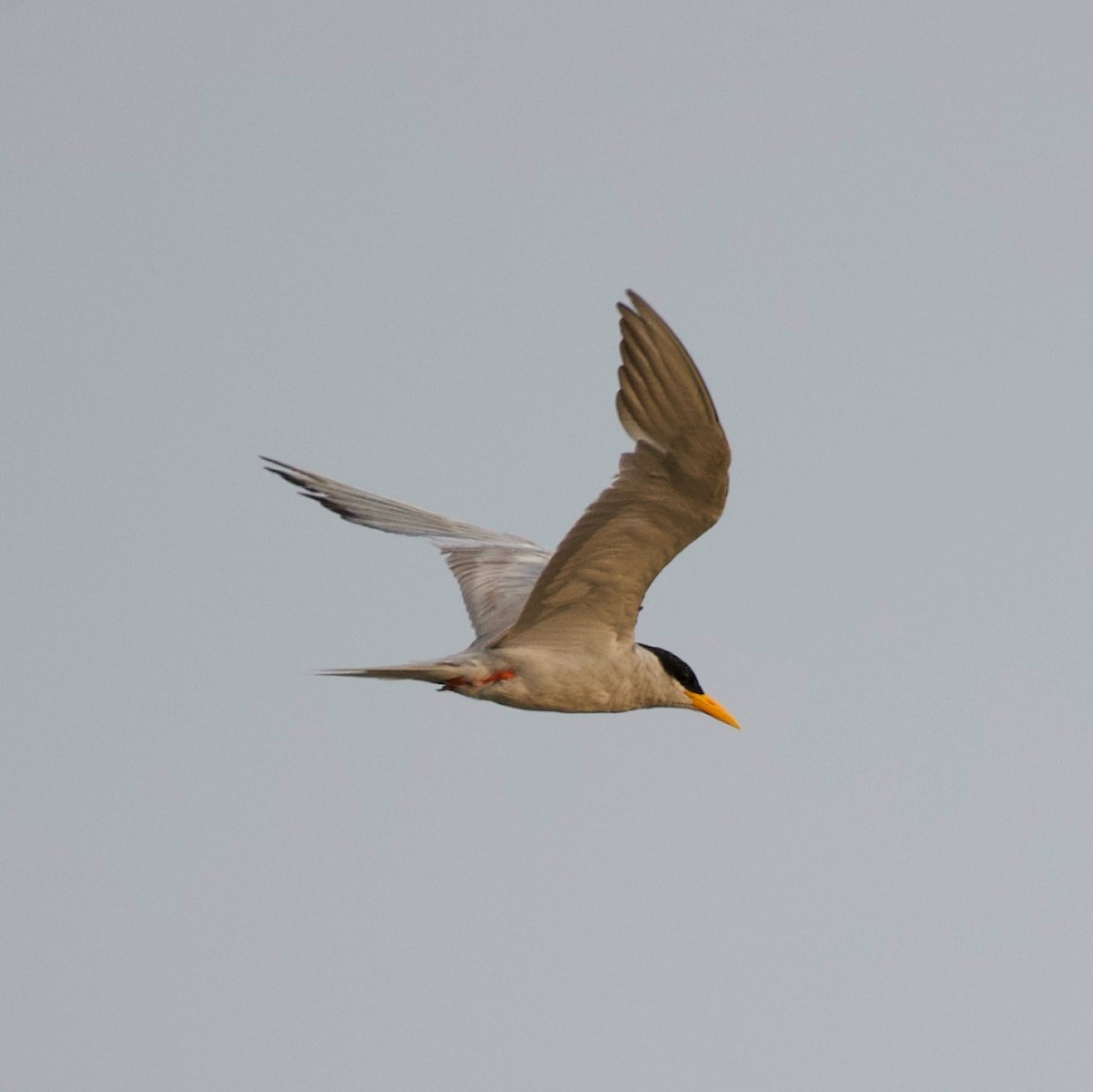 River Tern - ML620700962