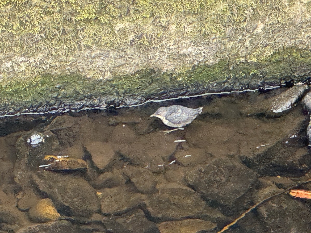 White-throated Dipper - ML620700964