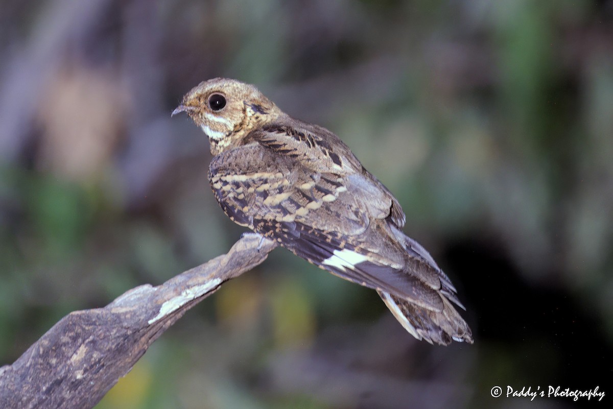 Large-tailed Nightjar - ML620700966