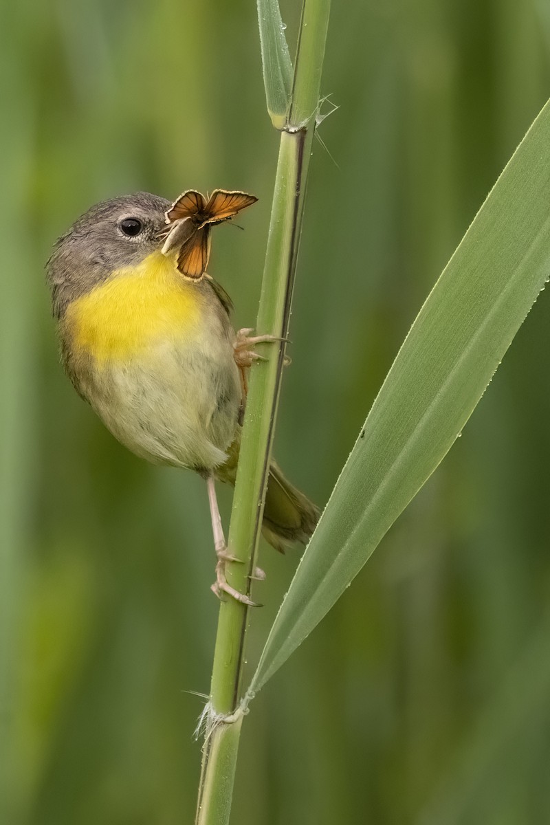 Common Yellowthroat - ML620700967