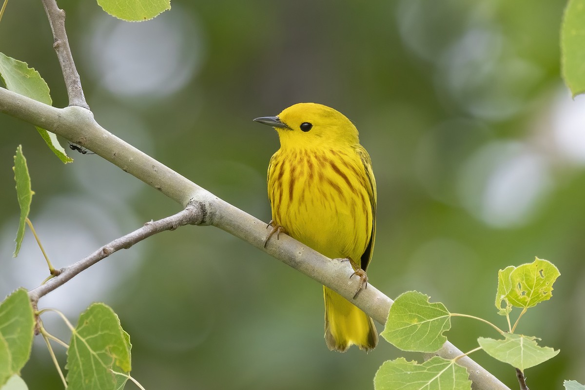 Yellow Warbler - ML620700968