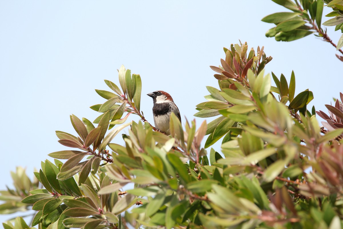 Moineau domestique - ML620700970