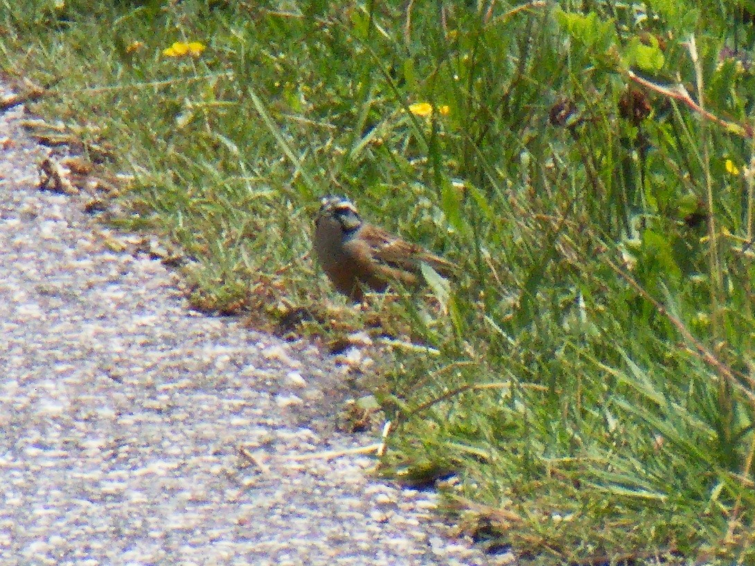 Rock Bunting - Axel-Werner Koeckert