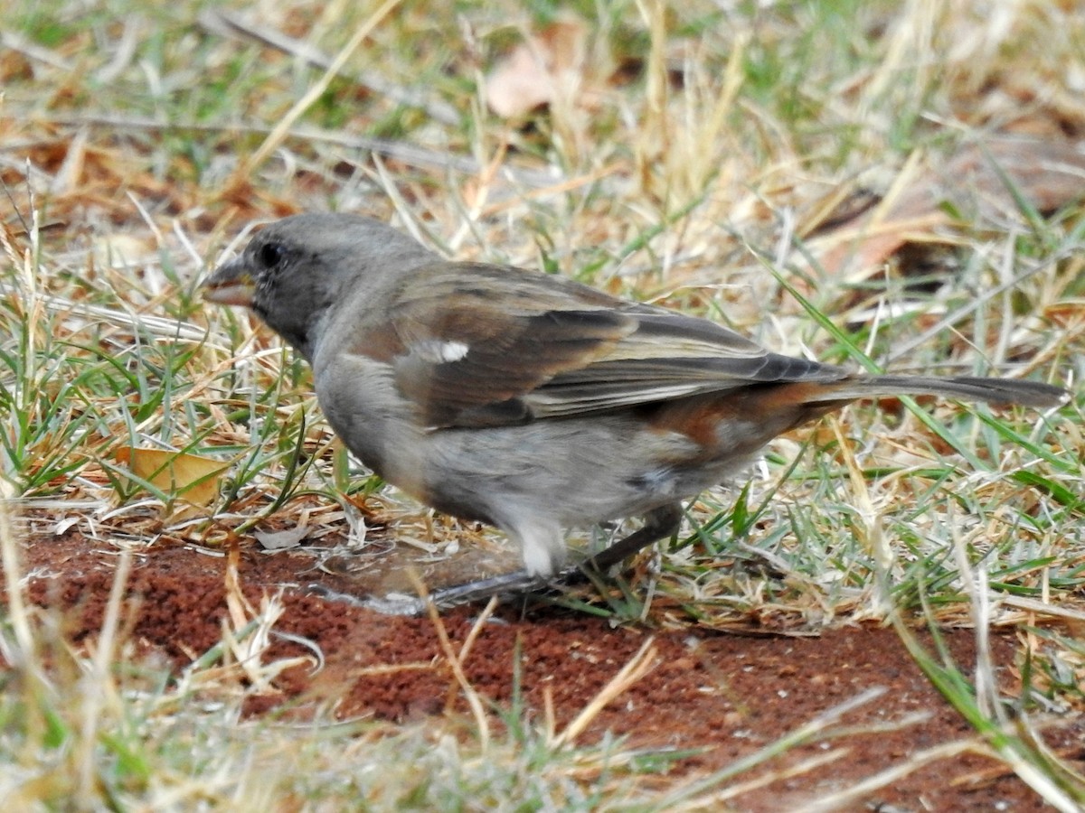 Southern Gray-headed Sparrow - ML620700974