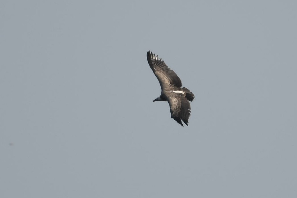 Indian Vulture - ML620700978