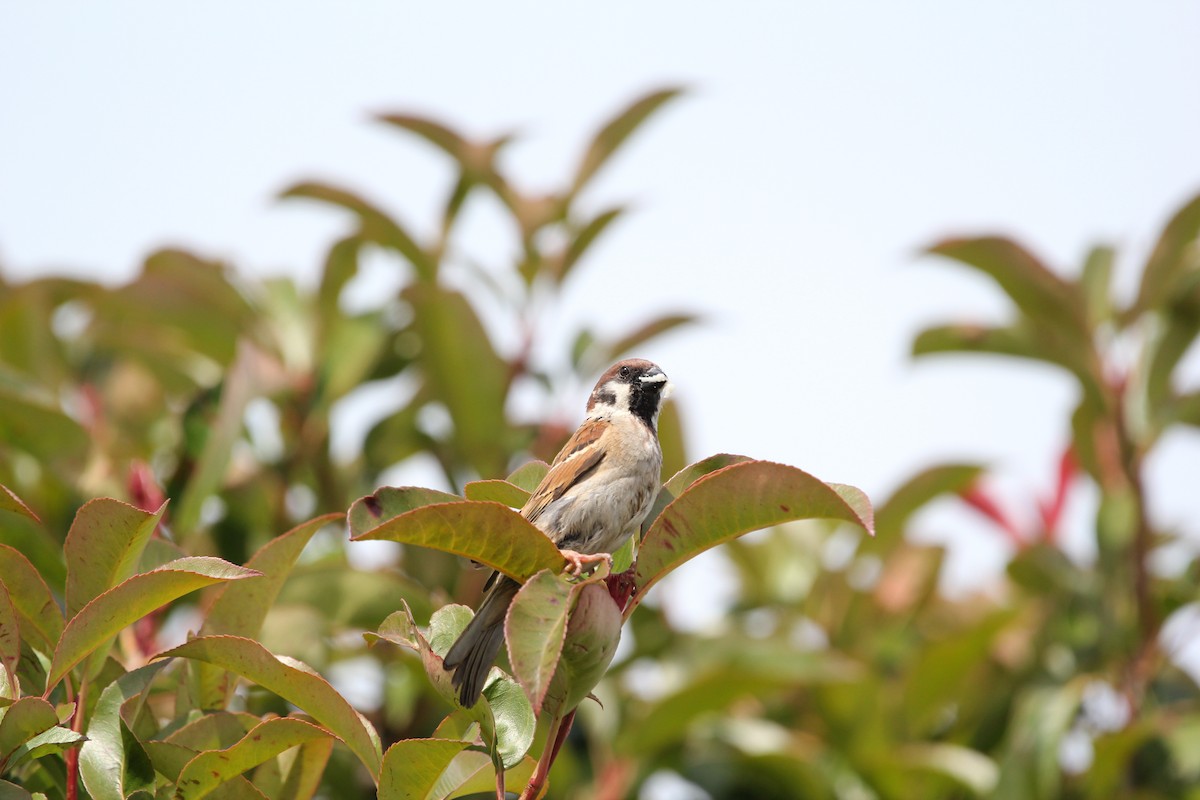 Eurasian Tree Sparrow - ML620700980