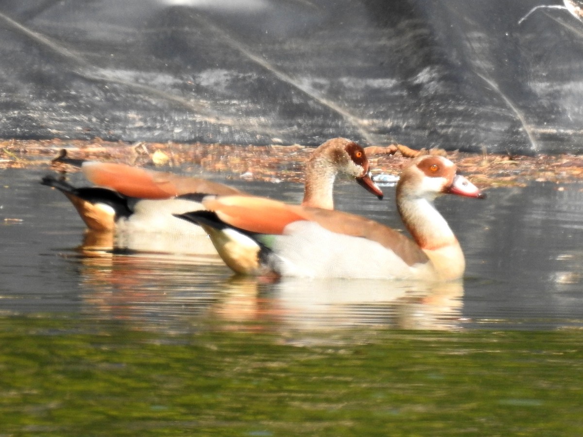 Egyptian Goose - ML620700982